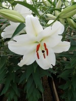 [5315 Magriet Slijkerman VWS No02.JPG]